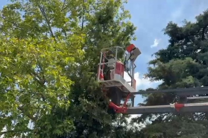 Bursa’da ağaçta mahsur kalan kedileri itfaiye kurtardı