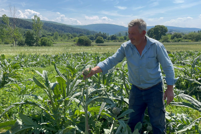 Bursa’da enginar hırsızlığı: Çiftçiye bir tane bile bırakmadılar