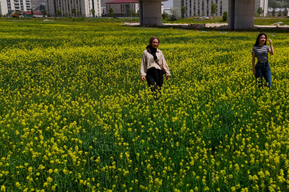 Çiçek tarlaları bozkırı sarıya boyadı