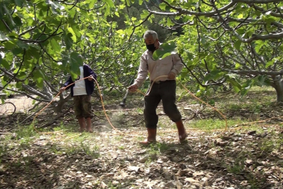 İncir bahçelerinde yeni sezon hazırlıkları başladı