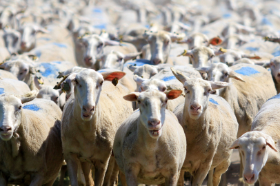 Karacabey’de 700 yıllık üretim gücü: TİGEM’den koyunculuk desteği