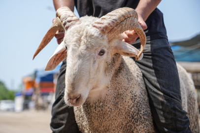 Bursa’da 4 boynuzlu koçun fiyatı dudak uçuklatıyor