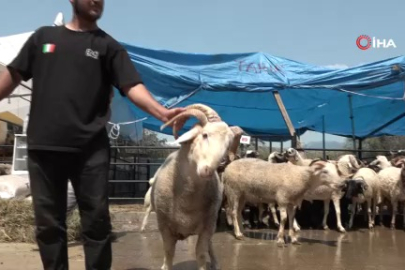 Bursa’da 4 boynuzlu koçun fiyatı dudak uçuklatıyor