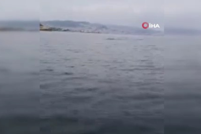 Mudanya'da sürpriz misafirler: Yunuslar gençlere eşlik etti