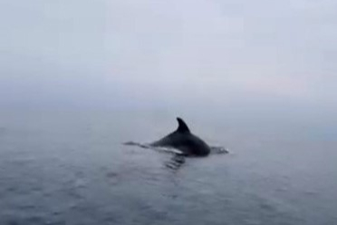 Mudanya'da sürpriz misafirler: Yunuslar gençlere eşlik etti