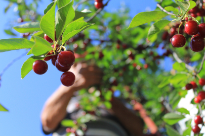 Ürün yok, geçim yok: Mevsimlik işçiler zor durumda