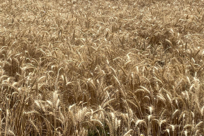 Makarnalık buğdayın tonu 2 bin 760 lira arttı