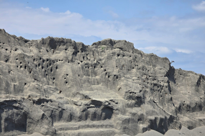 Kırlangıçlardan doğal mimari: Kum tepelerine yuva kurdular