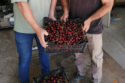 Akşehir'de ilk kiraz hasat edildi