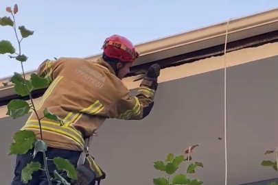 Bursa'da duyarlı müdahale: Ebabil kuşu kurtarıldı