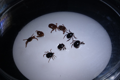 Doğada sessiz tehdit: Kene ısırması can aldı