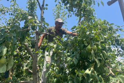 Gürsu Ovası’nda kaliteli meyve için tekleme mesaisi başladı