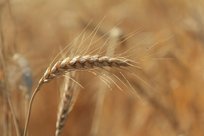 Tarım borsasında ters rüzgar: Buğday ve arpada gerileme sürüyor