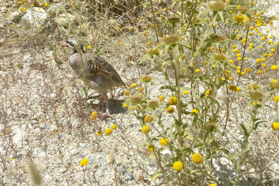 Bursa’da keklikler doğayla buluştu: Kırsala salım yapıldı