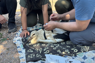 Karacabey’de bilimsel takip: Yaren Leylek ve yavruları takibe alındı