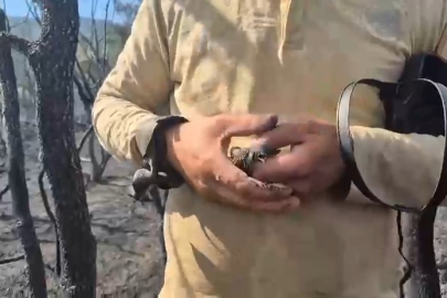 Bursa'da orman yangınında hayatta kalan kuş böyle kurtarıldı