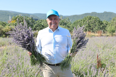 Nilüfer’in mor bereketi: Lavanta hasadında 4 ton ürün elde edildi