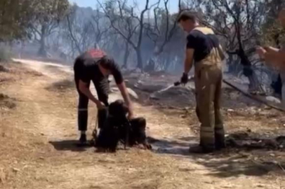 Bursa'da yangından kurtarılan köpekler böyle görüntülendi