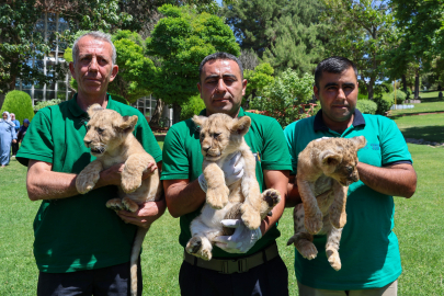 Cumhurbaşkanı Erdoğan'a hediye edilen aslanların üç yavrusu doğdu