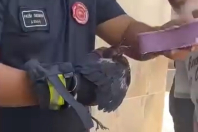 Bursa'da yürek ısıtan kurtarma: Ağaçta mahsur kalan yavru karga kurtarıldı