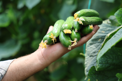 Topraktan tezgaha: Salatalıkta üretim hızı arttı