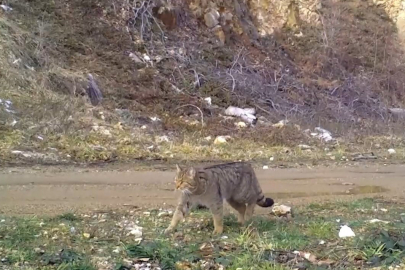 Uludağ’da nadir anlar: Fotokapan yaban kedisini kaydetti