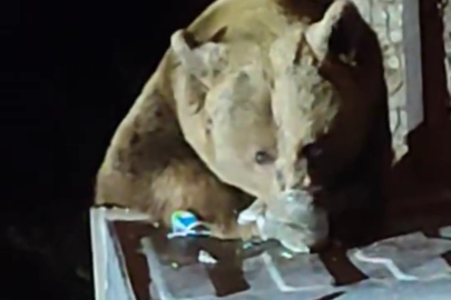 Uludağ’da sürpriz karşılaşma: Aç ayı yerleşim alanına indi