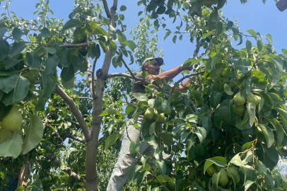 Armut sezonu kapıda: Bursa’da fiyatlar ikiye katlandı