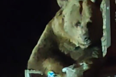 Uludağ’da boz ayı ailesi görüntülendi, vatandaşlar panik yaşadı