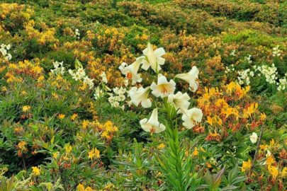 Bu çiçeği koparmanın cezası 245 bin TL