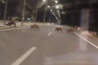 Kara yollarında yaban domuzu alarmı!