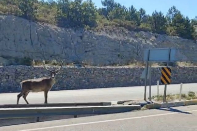 Sürücüler gözlerine inanamadı: Refüjde koşan geyik kamerada