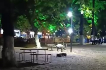 Bursa'da yaban domuzları parka indi: Vatandaşlar şaşkınlıkla izledi