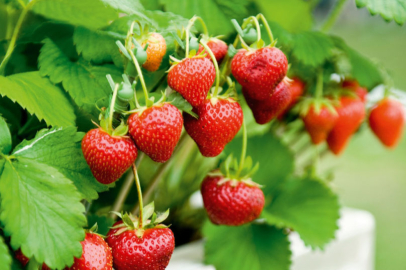 Bursa’da çilek fidesi krizi: Sorumlu firma hakkında dava açıldı