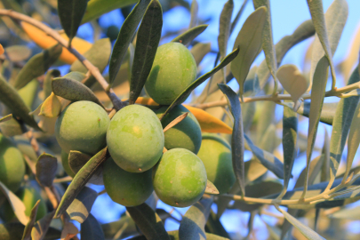 Zeytinyağında ters rüzgar: Üretimde düşüş, fiyatta yükseliş bekleniyor