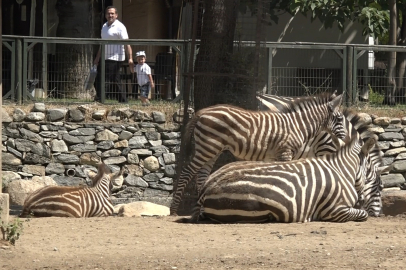 Bursa Hayvanat Bahçesi’nde zebra sevinci: 3 yavru dünyaya geldi