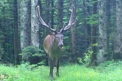 Bursa’da doğanın ihtişamı: Kızıl geyik fotokapana takıldı