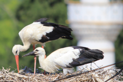 Bursa'nın gizli leylek cenneti: Karaoğlan Köyü'nde 32 yuva var