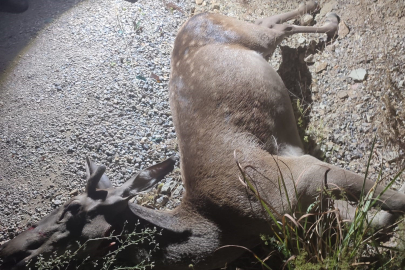 İnegöl’de yola düşen geyik telef oldu
