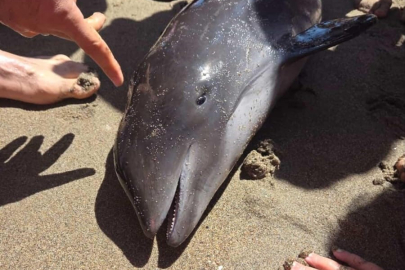 Karacabey Sahilinde üzücü manzara: Cansız yunus karaya vurdu