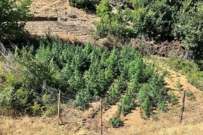 Bin 651 kök kenevir bitkisi ele geçirildi