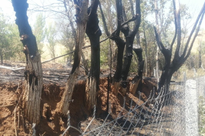 Hobi bahçesinde yakılan otlar facia getirdi: 8 dönüm arazi kül oldu