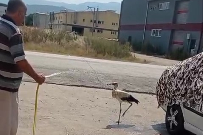 Bursa'da yürek ısıtan anlar: Leylek gölgeye sığındı, ev sahibi serinletti