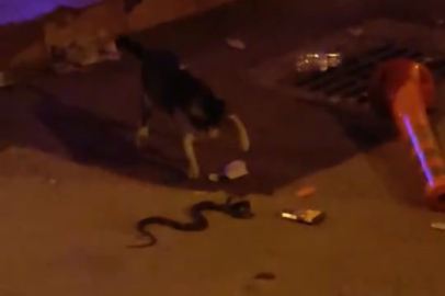 Bursa'da kedi ile yılanın gerilimli karşılaşması