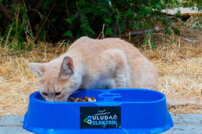 Uludağ Elektrik’ten sokak hayvanlarına yaz desteği