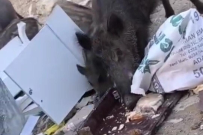 Aç kalan domuz sürüsü çöpte yiyecek aradı