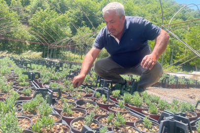 Uludağ etekleri lavanta kokacak: Keles’te 30 bin fidanlık üretim başladı