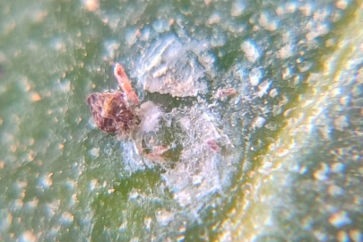 Zeytin üreticilerine ‘Zeytin Kabuklu Biti’ uyarısı