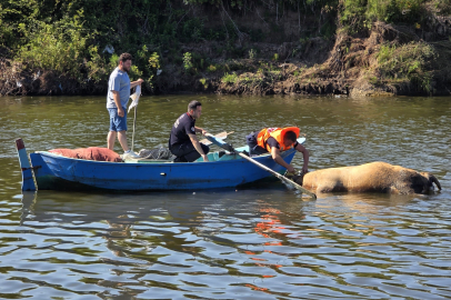 Irmağa düşen büyükbaş hayvan telef oldu