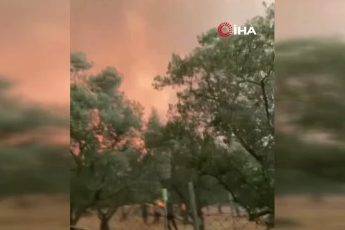 Sakarya ve Bilecik’i Korkutan Orman Yangını: Dehşet Anları Kamerada